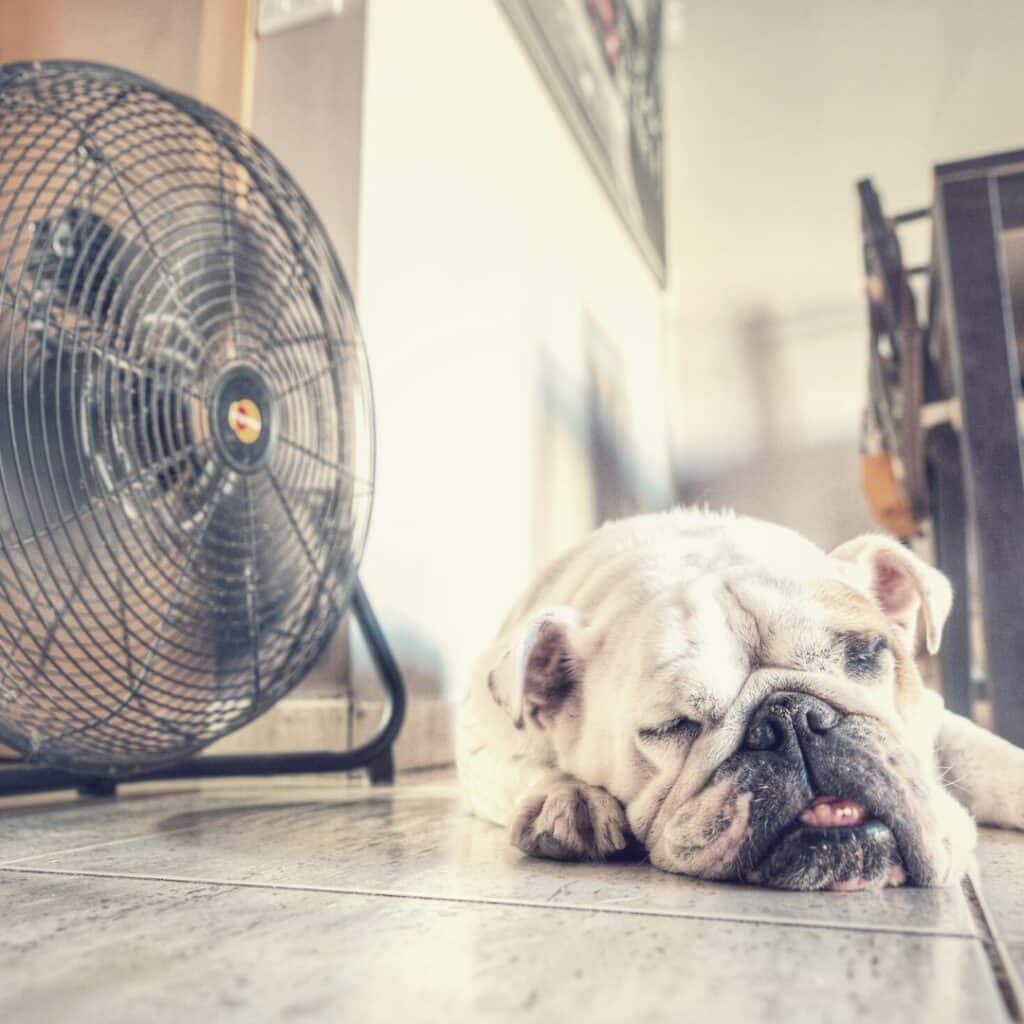 Pup in front of a fan due to a DIY Nightmares